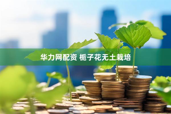 华力网配资 栀子花无土栽培