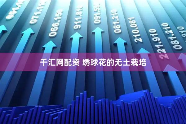 千汇网配资 绣球花的无土栽培
