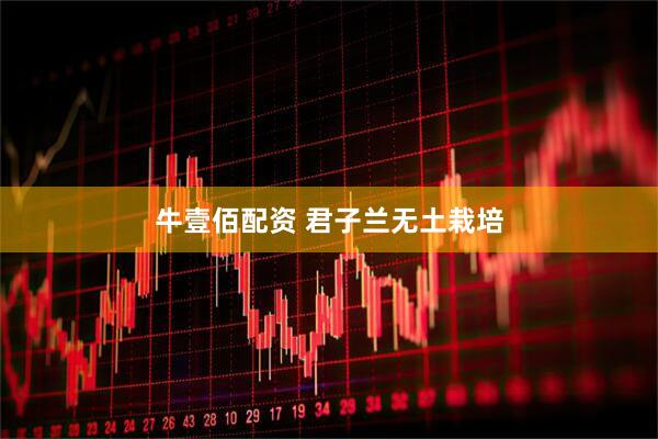牛壹佰配资 君子兰无土栽培